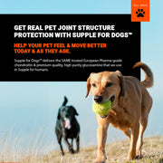 Dog playing with a ball in an outdoor setting with promotional text for Supple for Dogs supplement.